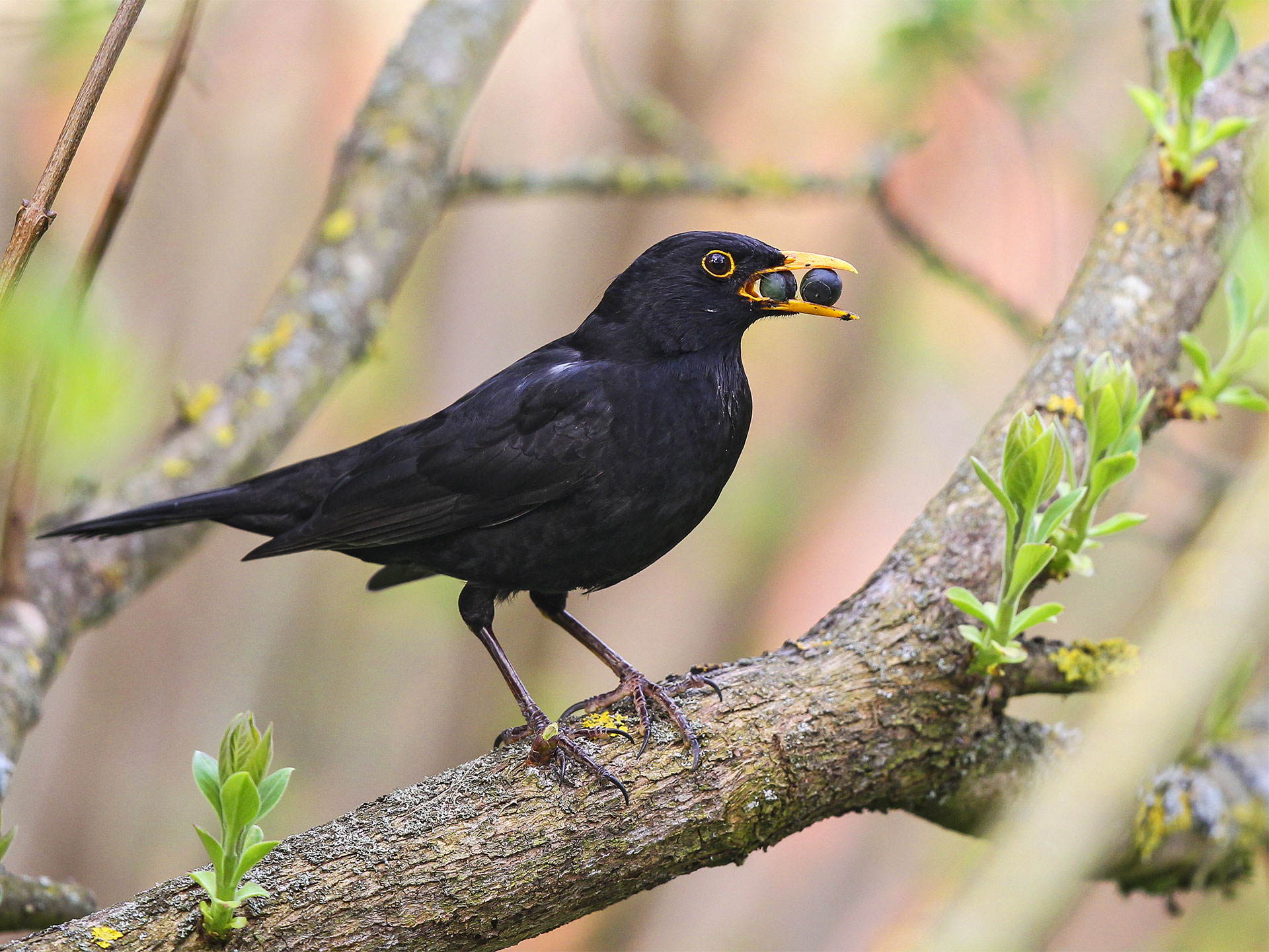 Amsel