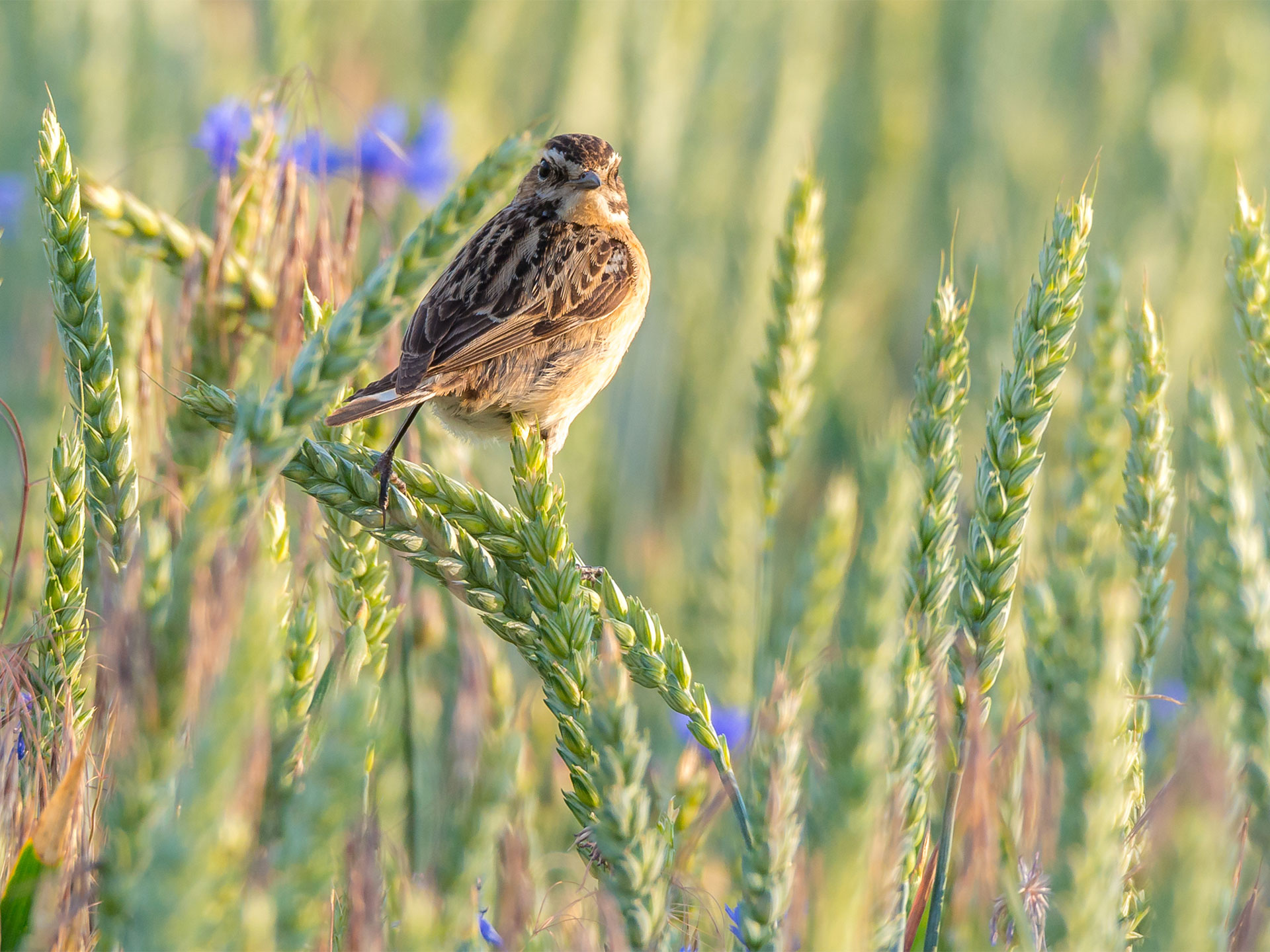 Braunkehlchen in einem Kornfeld